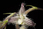 Carica l'immagine nel visualizzatore Galleria, Bulbophyllum lindleyanum