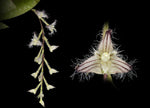 Carica l'immagine nel visualizzatore Galleria, Bulbophyllum lindleyanum