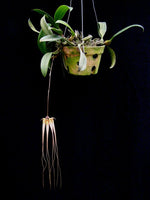 Carica l'immagine nel visualizzatore Galleria, Bulbophyllum longissimum