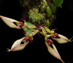Carica l'immagine nel visualizzatore Galleria, Bulbophyllum ornatissimun