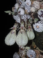 Carica l'immagine nel visualizzatore Galleria, Bulbophyllum polliculosum