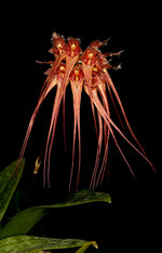 Carica l'immagine nel visualizzatore Galleria, Bulbophyllum sanguineopunctatum