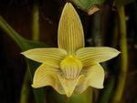 Carica l'immagine nel visualizzatore Galleria, Bulbophyllum siamense
