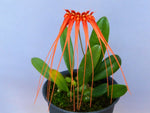 Carica l'immagine nel visualizzatore Galleria, Bulbophyllum tingabarinum