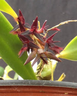Carica l'immagine nel visualizzatore Galleria, Bulbophyllum tremulum