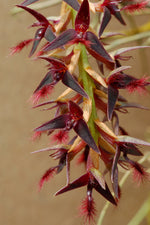 Carica l'immagine nel visualizzatore Galleria, Bulbophyllum tremulum