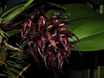 Carica l'immagine nel visualizzatore Galleria, Bulbophyllum lasianthum
