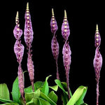 Carica l'immagine nel visualizzatore Galleria, Bulbophyllum purpureorhachis