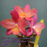 Carica l'immagine nel visualizzatore Galleria, Cattleya ((C. Pink Splash x C. cernua) x C. milleri) 'C.T. Peach River'