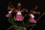 Carica l'immagine nel visualizzatore Galleria, Cattleya Schilleriana (BR Orquideas x Guarapari var. coerulea)