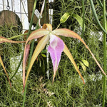 Carica l'immagine nel visualizzatore Galleria, Brassocattleya Sunset Surprise (C. tenebrosa x B. cucullata)