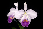 Carica l'immagine nel visualizzatore Galleria, Cattleya trianaei f. coerulea (MC)