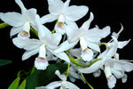 Carica l'immagine nel visualizzatore Galleria, Cattleya bowringiana f. albescens 'Binot' - Br Orquidea