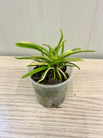 Chargez l'image dans la visionneuse de galerie, Neofinetia falcata 'Hanagoromo' 花衣 - BIG