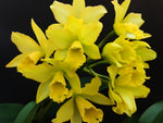 Carica l'immagine nel visualizzatore Galleria, Sophrolaeliocattleya Little Fairy ´Flower Ball´