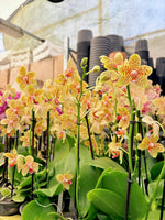 Chargez l'image dans la visionneuse de galerie, Phalaenopsis rheingold x pallens