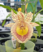 Carica l'immagine nel visualizzatore Galleria, Catasandra Jumbo Express 'Golden Elf' BM/TOGA