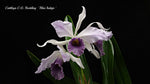 Carica l'immagine nel visualizzatore Galleria, Cattleya C. G. Roebling 'Blue Indigo' (C. gaskelliana × C. purpurata)