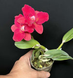 Carica l'immagine nel visualizzatore Galleria, Cattleya Chief Box (C. Precious Jewel x Ctt. Candy Ball)