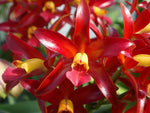 Carica l'immagine nel visualizzatore Galleria, Cattleya Chocolate Drop 'Kodama' - Br Orquidea