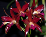 Carica l'immagine nel visualizzatore Galleria, Cattleya Chocolate Drop 'Kodama' - Br Orquidea