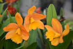 Carica l'immagine nel visualizzatore Galleria, Cattleya Daffodil x Cattleya Golden Nugget