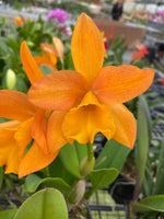 Carica l'immagine nel visualizzatore Galleria, Cattleya Daffodil x Cattleya Golden Nugget