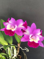 Carica l'immagine nel visualizzatore Galleria, Cattleya Exotic Cherry Ripple (Cattleya Mari's Song × Cattleya Cherry Chip)