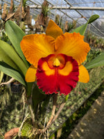 Carica l'immagine nel visualizzatore Galleria, Cattleya Nakornchaisri Delight