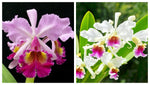 Carica l'immagine nel visualizzatore Galleria, Cattleya Pannemaekeriana (C. Hardyana x C. rex)