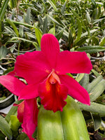 Carica l'immagine nel visualizzatore Galleria, Cattleya Perfection of Life (Cattleya Precious Stones × Cattleya Circle of Life)