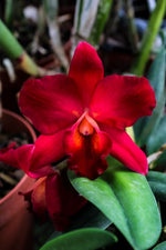 Carica l'immagine nel visualizzatore Galleria, Cattleya Perfection of Life (Cattleya Precious Stones × Cattleya Circle of Life)
