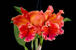 Carica l'immagine nel visualizzatore Galleria, Cattleya Phutawan Sunrise