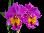 Carica l'immagine nel visualizzatore Galleria, Rhyncholaeliocattleya Pink Butterfly