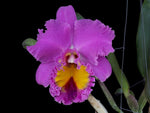 Carica l'immagine nel visualizzatore Galleria, Rhyncholaeliocattleya Pink Butterfly