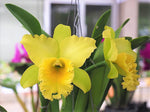 Carica l'immagine nel visualizzatore Galleria, Cattleya Prapa Green