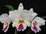 Carica l'immagine nel visualizzatore Galleria, Cattleya Sonja Altenburg x Cattleya Enrid