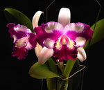Carica l'immagine nel visualizzatore Galleria, Cattleya Taiwan Beauty (C. interglossa x C. shellie compton)
