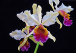 Carica l'immagine nel visualizzatore Galleria, Cattleya Triumphans (C. dowiana × C. rex)