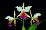 Carica l'immagine nel visualizzatore Galleria, Cattleya Triumphans (C. dowiana × C. rex)