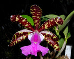 Carica l'immagine nel visualizzatore Galleria, Cattleya aclandiae 'Red'