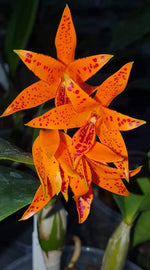 Carica l'immagine nel visualizzatore Galleria, Cattleya aurantiaca 'Mishima Spot'