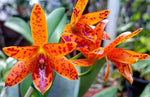 Carica l'immagine nel visualizzatore Galleria, Cattleya aurantiaca 'Mishima Spot'