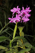 Carica l'immagine nel visualizzatore Galleria, Cattleya bowringiana