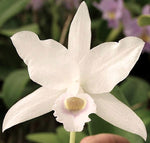 Carica l'immagine nel visualizzatore Galleria, Cattleya bowringiana f. albescens 'Binot' - Br Orquidea