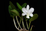 Carica l'immagine nel visualizzatore Galleria, Cattleya dolosa var. alba