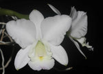 Carica l'immagine nel visualizzatore Galleria, Cattleya dolosa var. alba