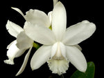 Carica l'immagine nel visualizzatore Galleria, Cattleya intermedia var. alba