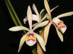 Carica l'immagine nel visualizzatore Galleria, Cattleya iricolor