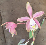 Carica l'immagine nel visualizzatore Galleria, Cattleya schilleriana x kerrii